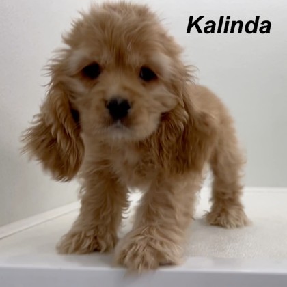 puppy, for, sale, Cocker Spaniel, Joe & Cherri  Overlease, dog, breeder, Miller, MO, dog-breeder, puppy-for-sale, forsale, nearby, find, puppyfind, locator, puppylocator, aca